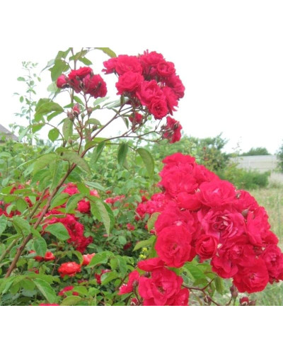 Троянда мускусна ’Лейпциг’ (червона)|Moschata rose ’Leipzig’|Троянда мускусна ’Лейпциг’