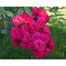 Троянда мускусна ’Лейпциг’ (червона)|Moschata rose ’Leipzig’|Троянда мускусна ’Лейпциг’