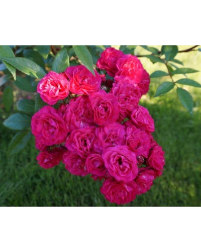 Троянда мускусна ’Лейпциг’ (червона)|Moschata rose ’Leipzig’|Троянда мускусна ’Лейпциг’