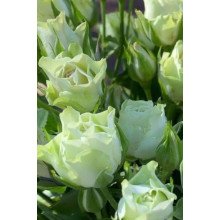 Троянда Лувіана (зелено-біла) | Rosa Luviana (green and white) | Роза Лувиана (зелено-белая)
