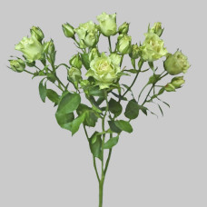 Троянда Лувіана (зелено-біла) | Rosa Luviana (green and white) | Роза Лувиана (зелено-белая)