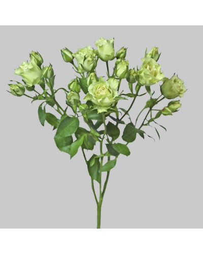 Троянда Лувіана (зелено-біла) | Rosa Luviana (green and white) | Роза Лувиана (зелено-белая)