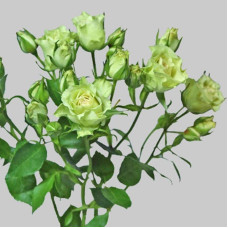 Троянда Лувіана (зелено-біла) | Rosa Luviana (green and white) | Роза Лувиана (зелено-белая)