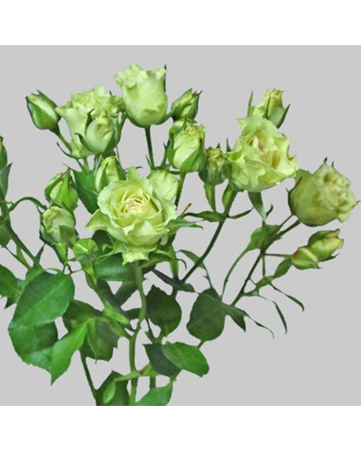 Троянда Лувіана (зелено-біла) | Rosa Luviana (green and white) | Роза Лувиана (зелено-белая)