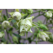 Троянда Лувіана (зелено-біла) | Rosa Luviana (green and white) | Роза Лувиана (зелено-белая)