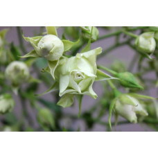 Троянда Лувіана (зелено-біла) | Rosa Luviana (green and white) | Роза Лувиана (зелено-белая)
