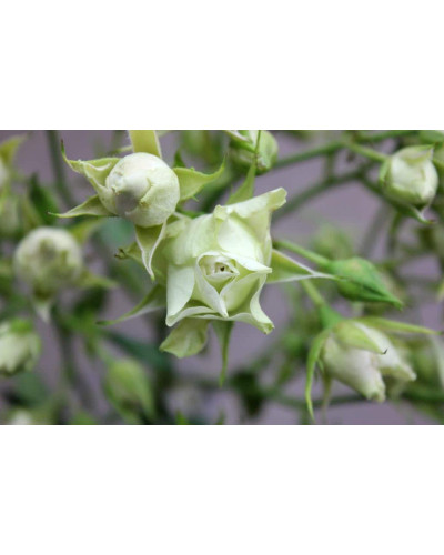 Троянда Лувіана (зелено-біла) | Rosa Luviana (green and white) | Роза Лувиана (зелено-белая)