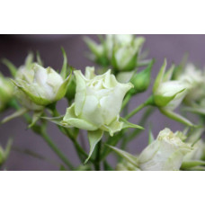 Троянда Лувіана (зелено-біла) | Rosa Luviana (green and white) | Роза Лувиана (зелено-белая)