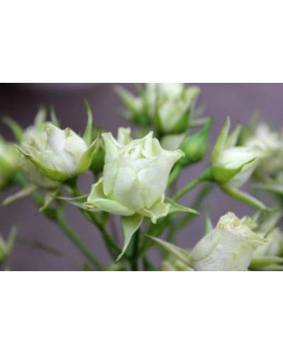Троянда Лувіана (зелено-біла) | Rosa Luviana (green and white) | Роза Лувиана (зелено-белая)