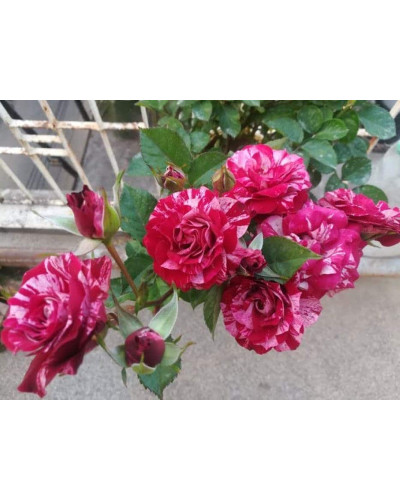 Троянда Арроу Фолієс (бордово-біла) | Rosa Arrow Folies (maroon and white) | Роза Арроу Фолиес (бордово-белая)