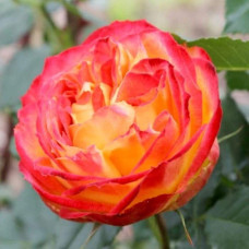 Троянда англійська Вулканіка | English rose Vulcanica | Роза английская Вулканика