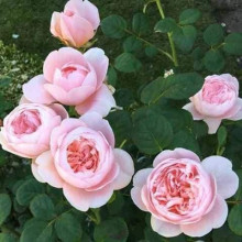 Троянда англійська ’Королева Швеції’ (біло-персикова)|English rose ’Queen of Sweden’|Роза английская ’Королева Швеции’ (бело-персиковая)