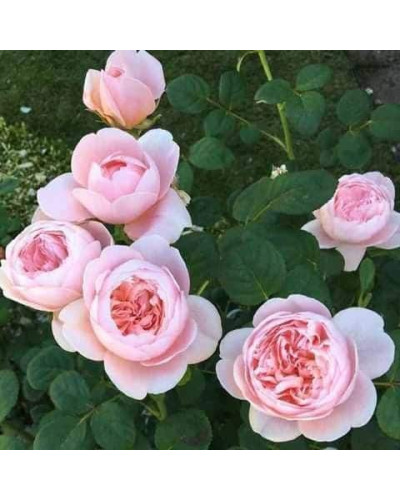 Троянда англійська ’Королева Швеції’ (біло-персикова)|English rose ’Queen of Sweden’|Роза английская ’Королева Швеции’ (бело-персиковая)