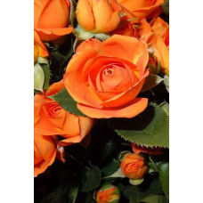 Троянда ’Оранж Бейбі’|Rosa ’Orange Baby’|Роза ’Оранж Бейби’