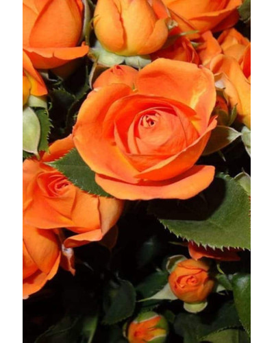 Троянда ’Оранж Бейбі’|Rosa ’Orange Baby’|Роза ’Оранж Бейби’