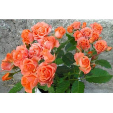 Троянда ’Оранж Бейбі’|Rosa ’Orange Baby’|Роза ’Оранж Бейби’