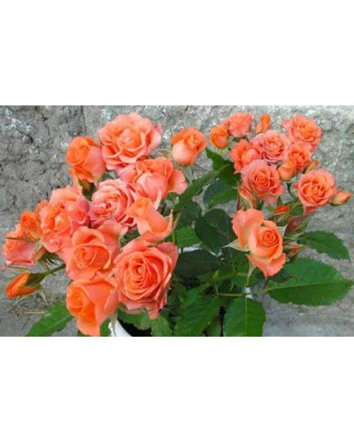 Троянда ’Оранж Бейбі’|Rosa ’Orange Baby’|Роза ’Оранж Бейби’