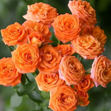 Троянда ’Оранж Бейбі’|Rosa ’Orange Baby’|Роза ’Оранж Бейби’
