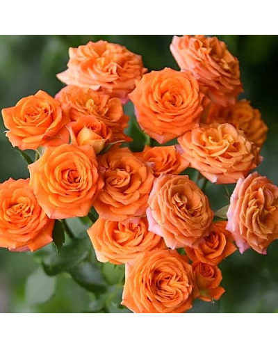 Троянда ’Оранж Бейбі’|Rosa ’Orange Baby’|Роза ’Оранж Бейби’