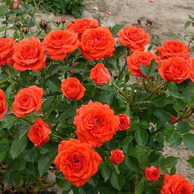 Троянда ’Оранж Бейбі’|Rosa ’Orange Baby’|Роза ’Оранж Бейби’