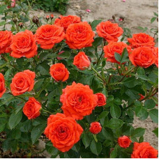 Троянда ’Оранж Бейбі’|Rosa ’Orange Baby’|Роза ’Оранж Бейби’