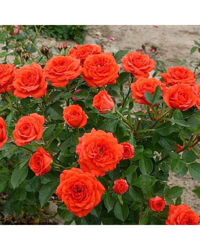 Троянда ’Оранж Бейбі’|Rosa ’Orange Baby’|Роза ’Оранж Бейби’