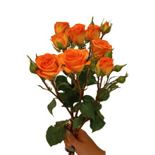 Троянда ’Оранж Бейбі’|Rosa ’Orange Baby’|Роза ’Оранж Бейби’