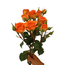 Троянда ’Оранж Бейбі’|Rosa ’Orange Baby’|Роза ’Оранж Бейби’
