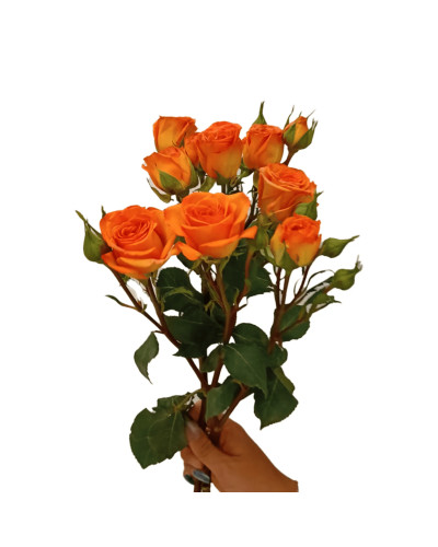 Троянда ’Оранж Бейбі’|Rosa ’Orange Baby’|Роза ’Оранж Бейби’