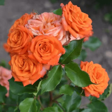 Троянда ’Оранж Бейбі’|Rosa ’Orange Baby’|Роза ’Оранж Бейби’