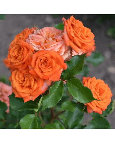 Троянда ’Оранж Бейбі’|Rosa ’Orange Baby’|Роза ’Оранж Бейби’
