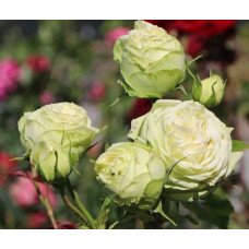 Троянда ’Ведінг Піано’|Rosa Wedding Piano®|Роза’Вединг Пиано’