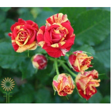 Троянда Фаєр Флеш (червоно-жовта) | Rosa Fire Flash (red-yellow) | Роза Фаер Флеш (красно-желтая)