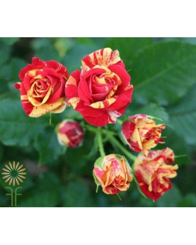 Троянда Фаєр Флеш (червоно-жовта) | Rosa Fire Flash (red-yellow) | Роза Фаер Флеш (красно-желтая)