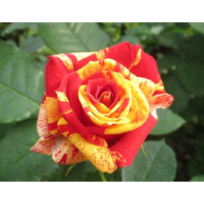 Троянда Фаєр Флеш (червоно-жовта) | Rosa Fire Flash (red-yellow) | Роза Фаер Флеш (красно-желтая)