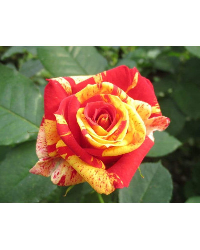 Троянда Фаєр Флеш (червоно-жовта) | Rosa Fire Flash (red-yellow) | Роза Фаер Флеш (красно-желтая)
