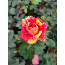 Троянда Фаєр Флеш (червоно-жовта) | Rosa Fire Flash (red-yellow) | Роза Фаер Флеш (красно-желтая)