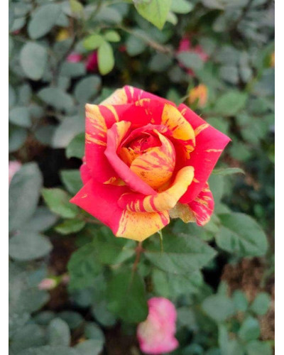Троянда Фаєр Флеш (червоно-жовта) | Rosa Fire Flash (red-yellow) | Роза Фаер Флеш (красно-желтая)