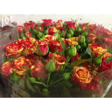 Троянда Фаєр Флеш (червоно-жовта) | Rosa Fire Flash (red-yellow) | Роза Фаер Флеш (красно-желтая)