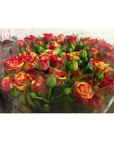 Троянда Фаєр Флеш (червоно-жовта) | Rosa Fire Flash (red-yellow) | Роза Фаер Флеш (красно-желтая)