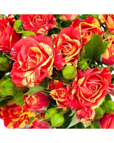 Троянда Фаєр Флеш (червоно-жовта) | Rosa Fire Flash (red-yellow) | Роза Фаер Флеш (красно-желтая)
