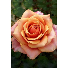 Троянда чайно-гібридна ’Бірді’ (помаранчево-рожева)|Hybrid tea rose ’Birdie’|Роза чайно-гибридная ’Бирди’ (оранжево-розовая)