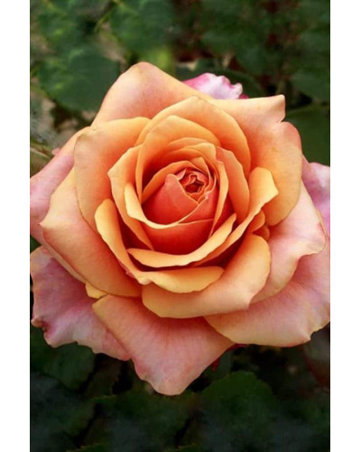 Троянда чайно-гібридна ’Бірді’ (помаранчево-рожева)|Hybrid tea rose ’Birdie’|Роза чайно-гибридная ’Бирди’ (оранжево-розовая)
