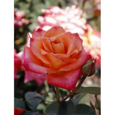 Троянда чайно-гібридна ’Бірді’ (помаранчево-рожева)|Hybrid tea rose ’Birdie’|Роза чайно-гибридная ’Бирди’ (оранжево-розовая)