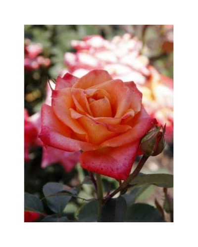 Троянда чайно-гібридна ’Бірді’ (помаранчево-рожева)|Hybrid tea rose ’Birdie’|Роза чайно-гибридная ’Бирди’ (оранжево-розовая)
