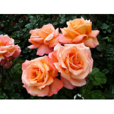 Троянда чайно-гібридна ’Бірді’ (помаранчево-рожева)|Hybrid tea rose ’Birdie’|Роза чайно-гибридная ’Бирди’ (оранжево-розовая)
