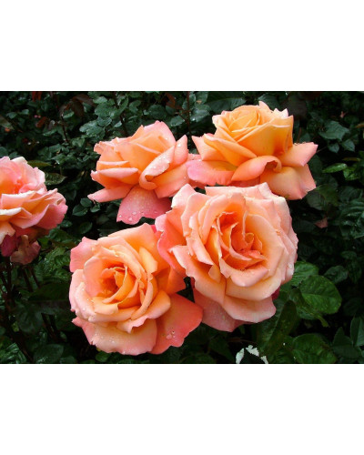 Троянда чайно-гібридна ’Бірді’ (помаранчево-рожева)|Hybrid tea rose ’Birdie’|Роза чайно-гибридная ’Бирди’ (оранжево-розовая)