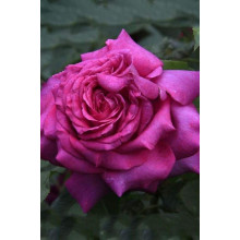 Троянда чайно-гібридна ‘Юріанда’|Hybrid tea rose ‘Juryanda’|Роза чайно-гибридная ’Юрианда’