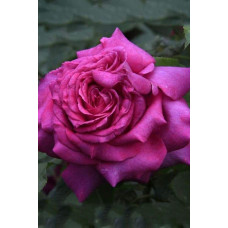 Троянда чайно-гібридна ‘Юріанда’|Hybrid tea rose ‘Juryanda’|Роза чайно-гибридная ’Юрианда’