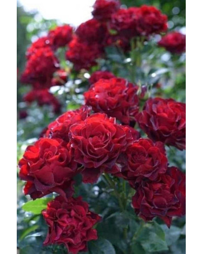 Троянда чайно-гібридна ‘Юріанда’|Hybrid tea rose ‘Juryanda’|Роза чайно-гибридная ’Юрианда’